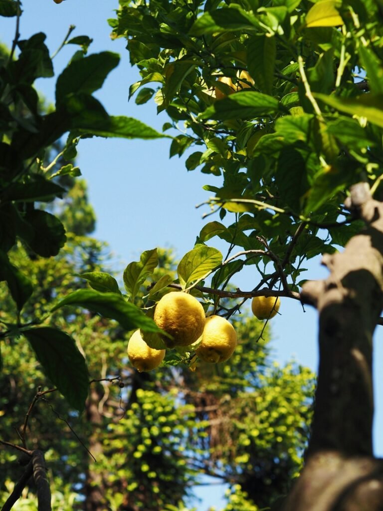 Lemon tree with ripe lemons in sunlight, symbol of best wedding venues in Sorrento, Italy.
