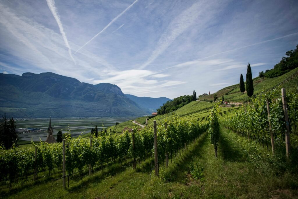 Wedding venues in Sicily Italy - Hillside vineyard landscape with mountains in the background. Perfect for an international destination wedding backdrop