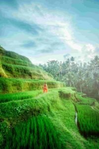 Wedding venues in Bali: Rice field views